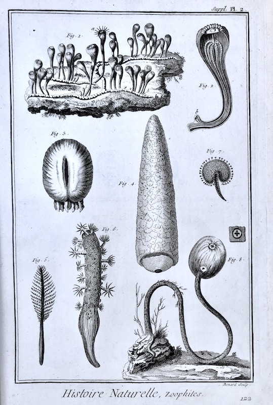 Acuáticos - Histoire Naturelle, Zoophites / Zoofitos - Suppl. Pl. 2